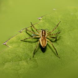 Raft spider (Dolomedes fimbriatus)