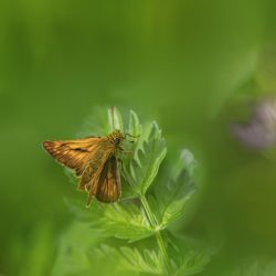 Large skipper (​Ochlodes sylvanus)