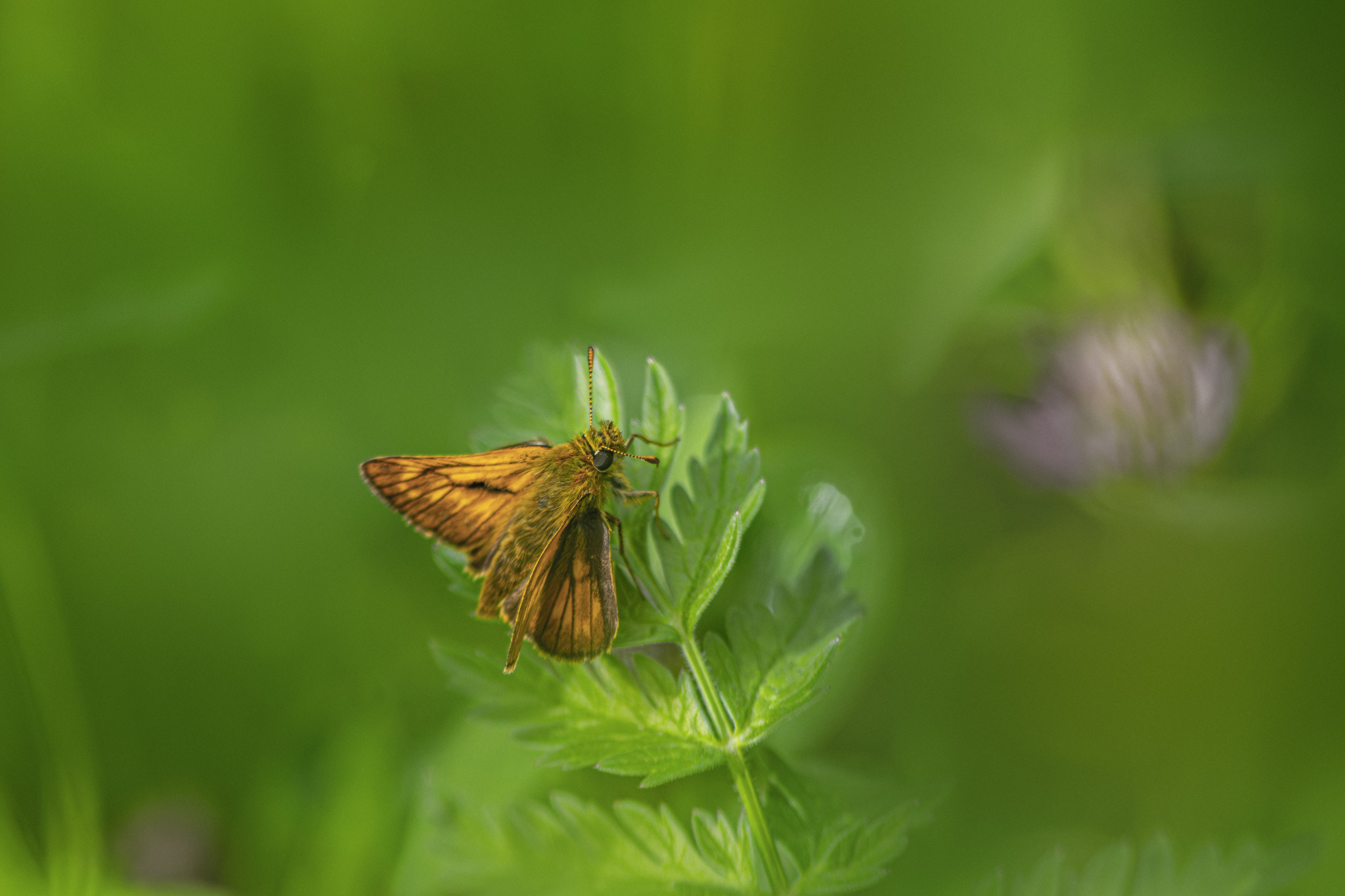 Large skipper (​Ochlodes sylvanus)