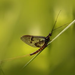 Common Mayfly (Ephemera vulgata)