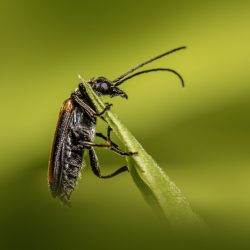 False blister beetle (Crysanthia viridissima)