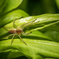 Raft spider (Dolomedes fimbriatus)