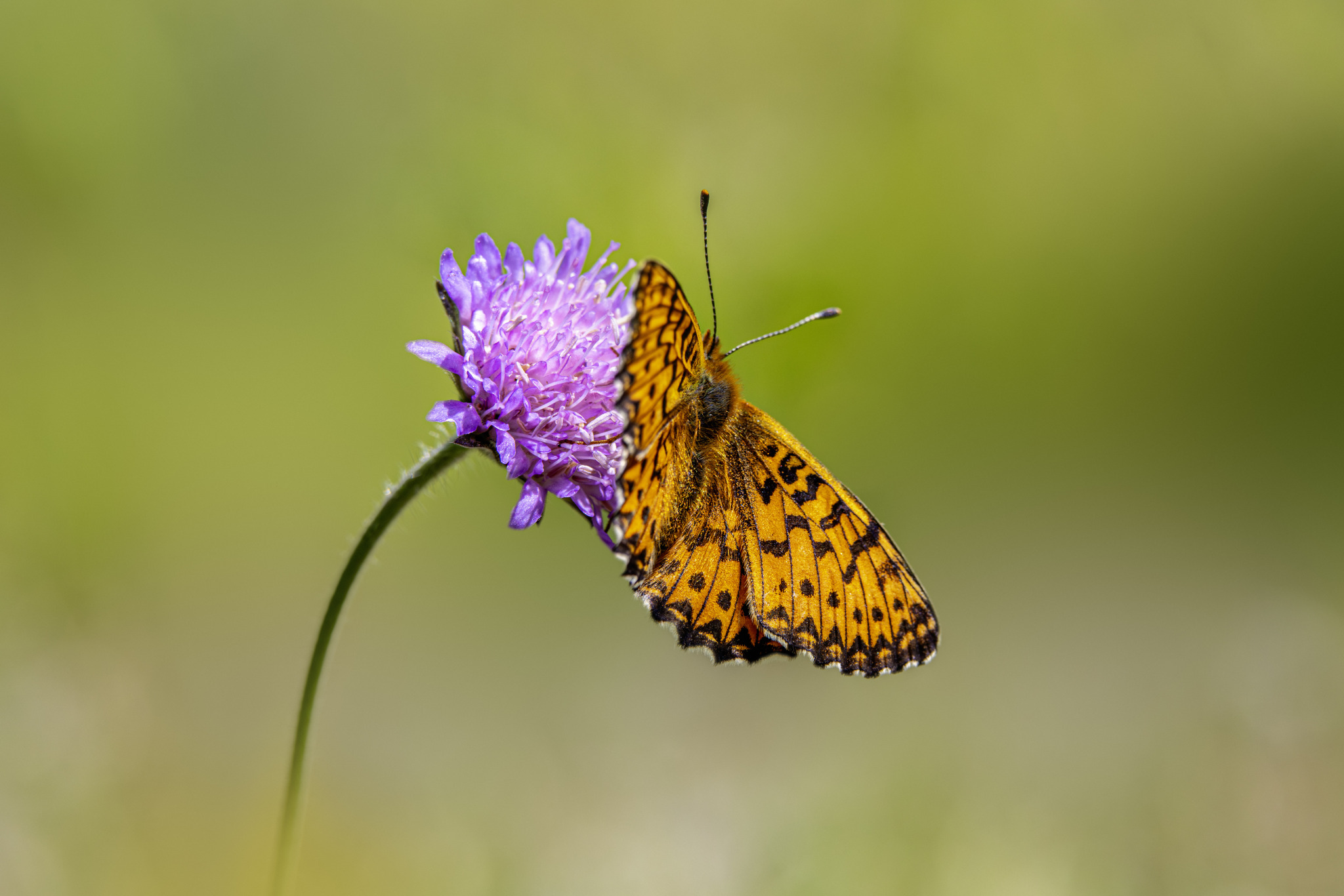 Titania's Fritillary (Boloria titania)