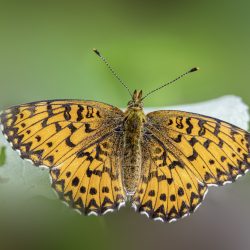 Titania's Fritillary (Boloria titania)