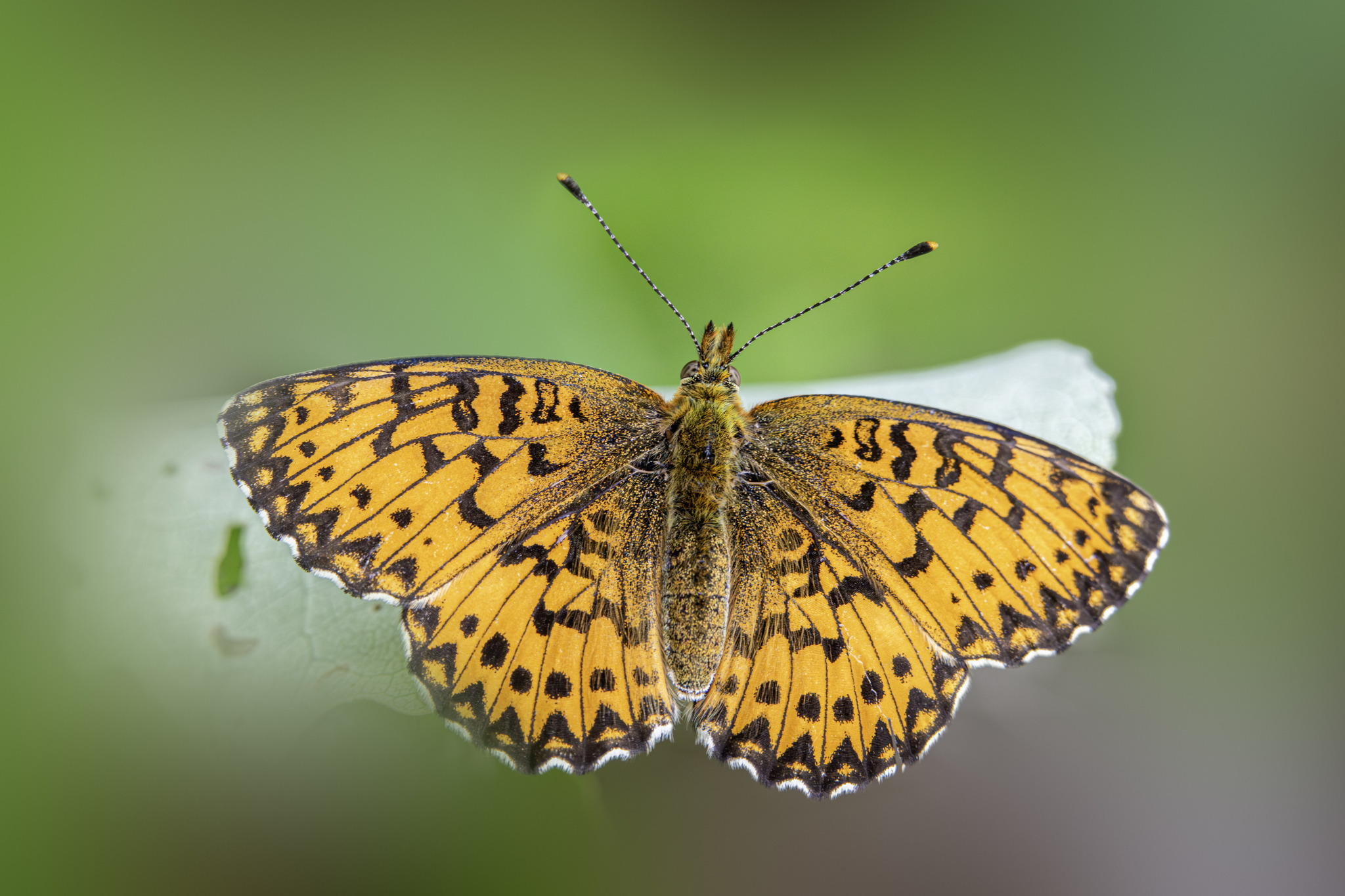 Titania's Fritillary (Boloria titania)