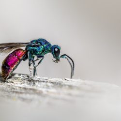 Ruby-tailed Cuckoo Wasp (Chrysis ignita)