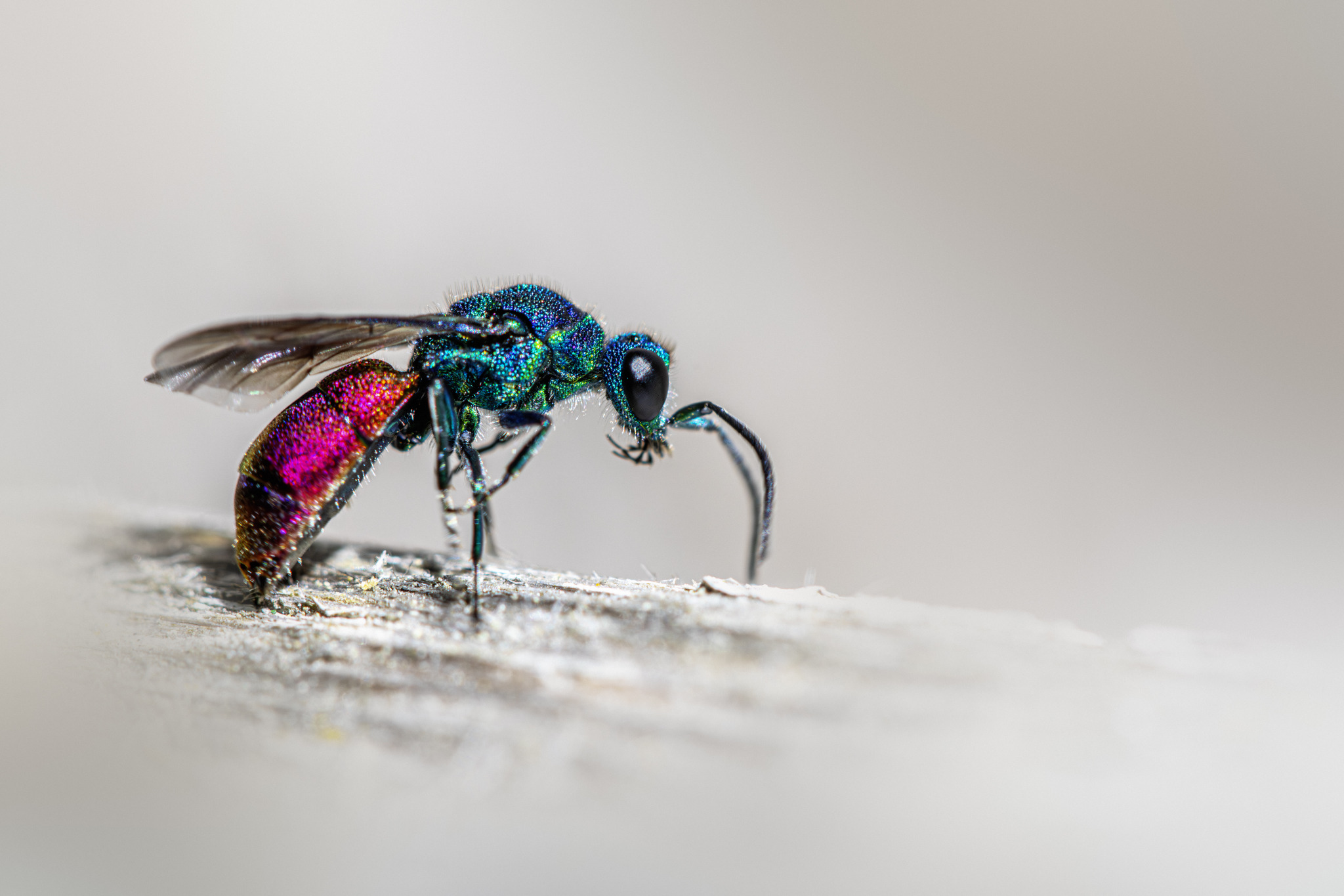 Ruby-tailed Cuckoo Wasp (Chrysis ignita)