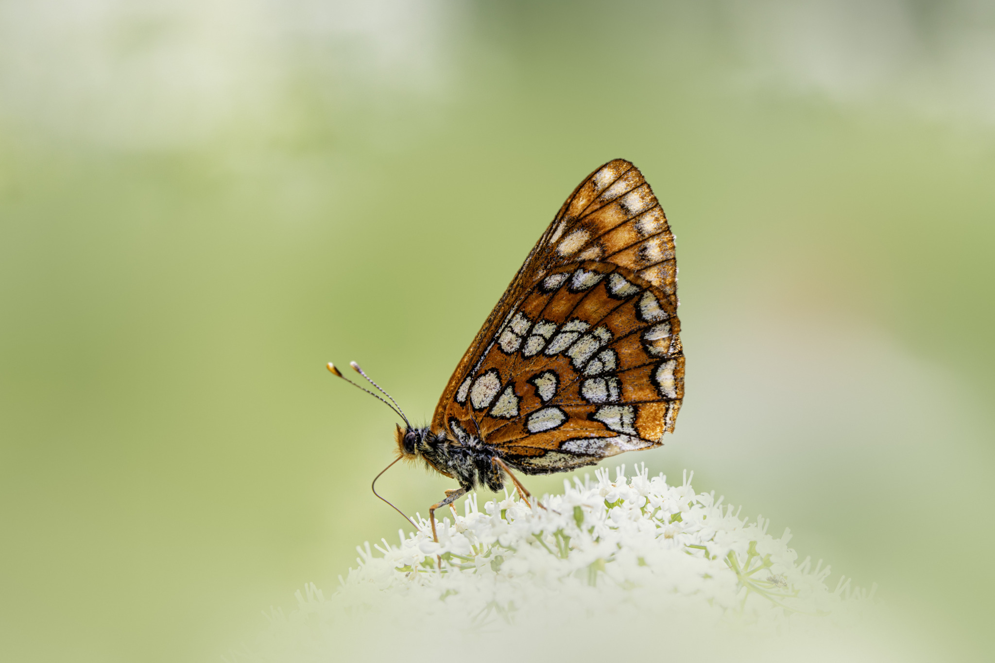 Lesser marbled fritillary (Brenthis ino)