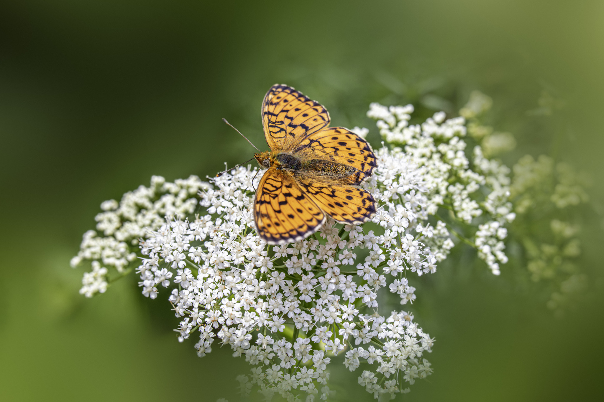 Lesser marbled fritillary (Brenthis ino)