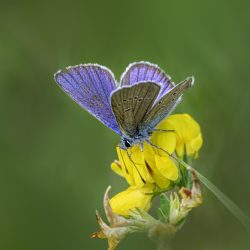 Mazarine Blue (Polyommatus semiargus)