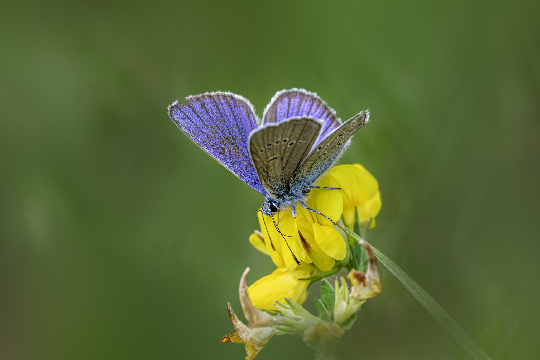 Mazarine Blue (Polyommatus semiargus)