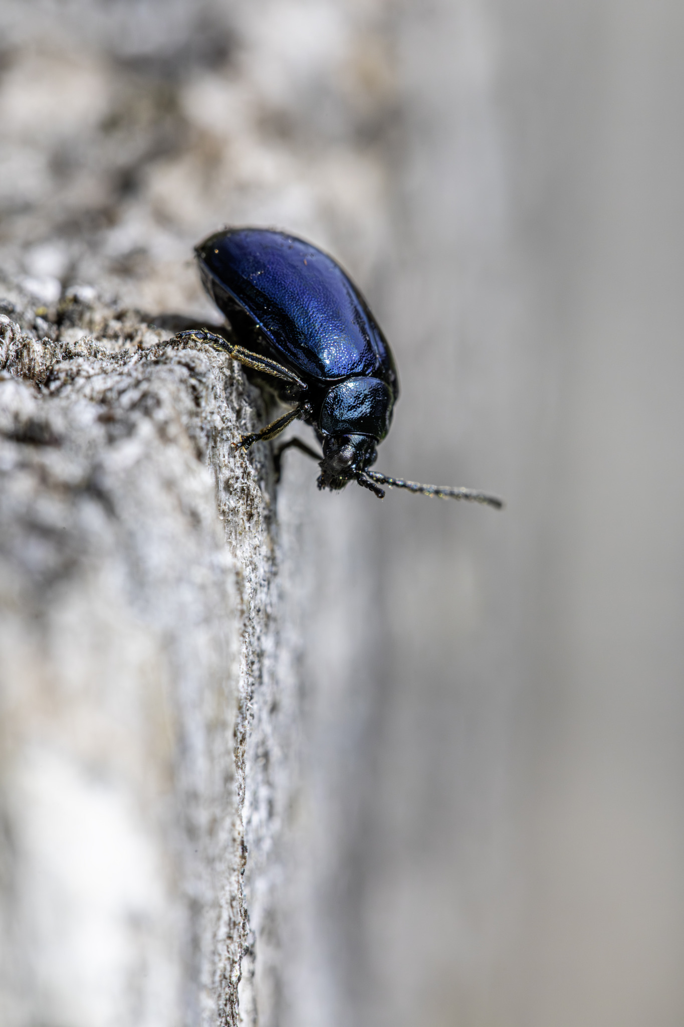 Alder Leaf Beetle (Agelastica alni)