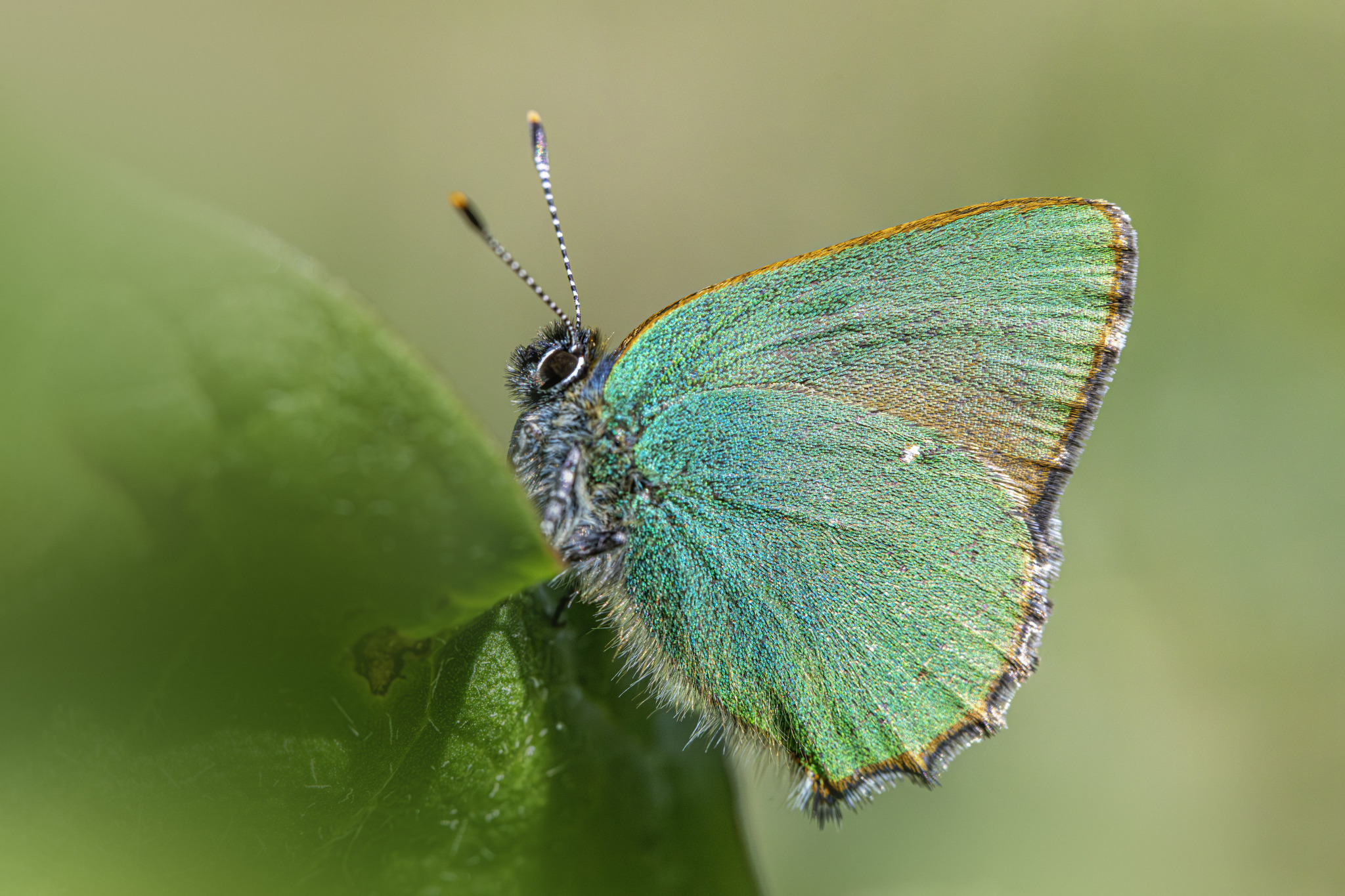 Green Hairstreak (Callophrys rubi)