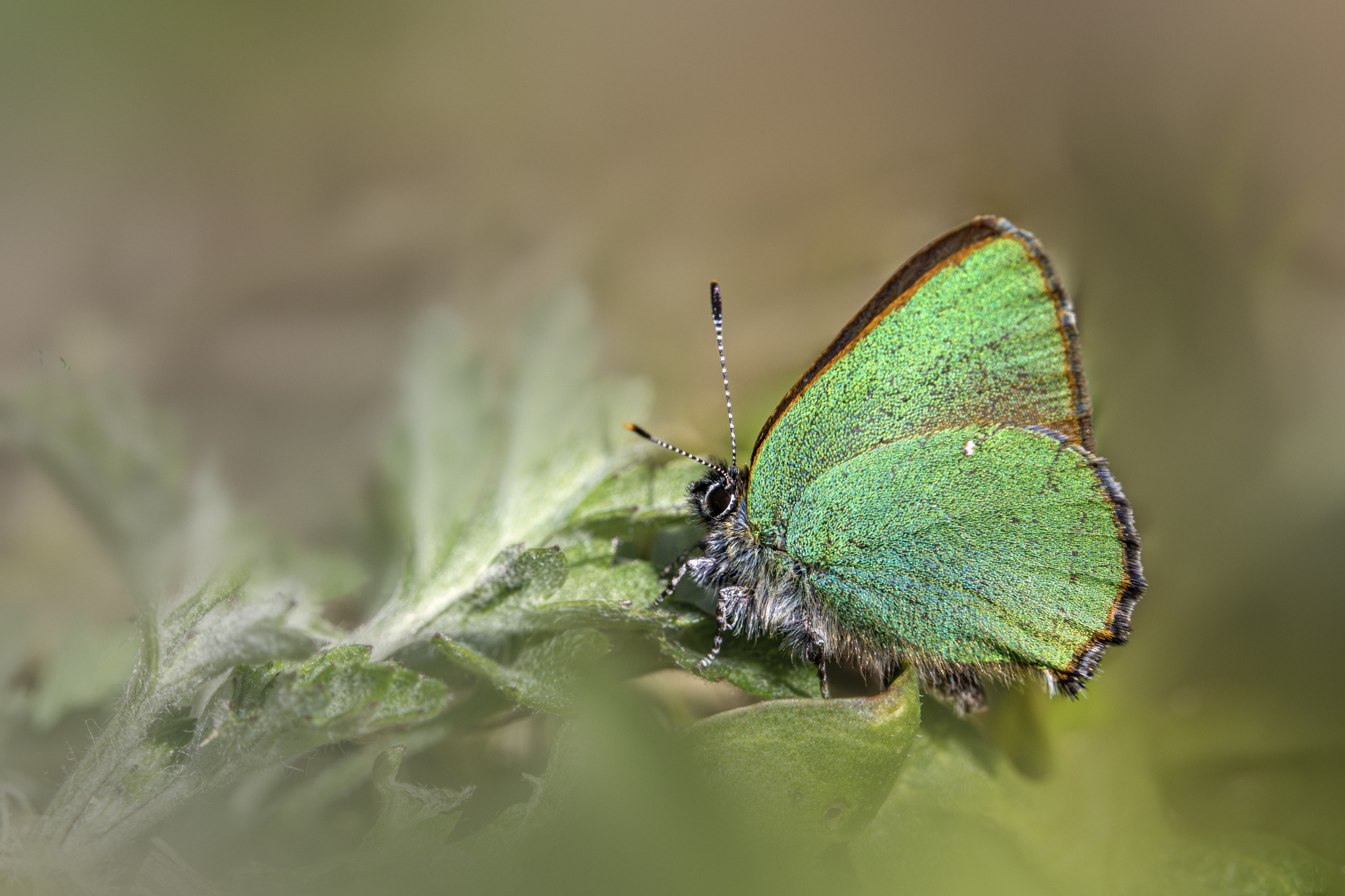 Green Hairstreak (Callophrys rubi)