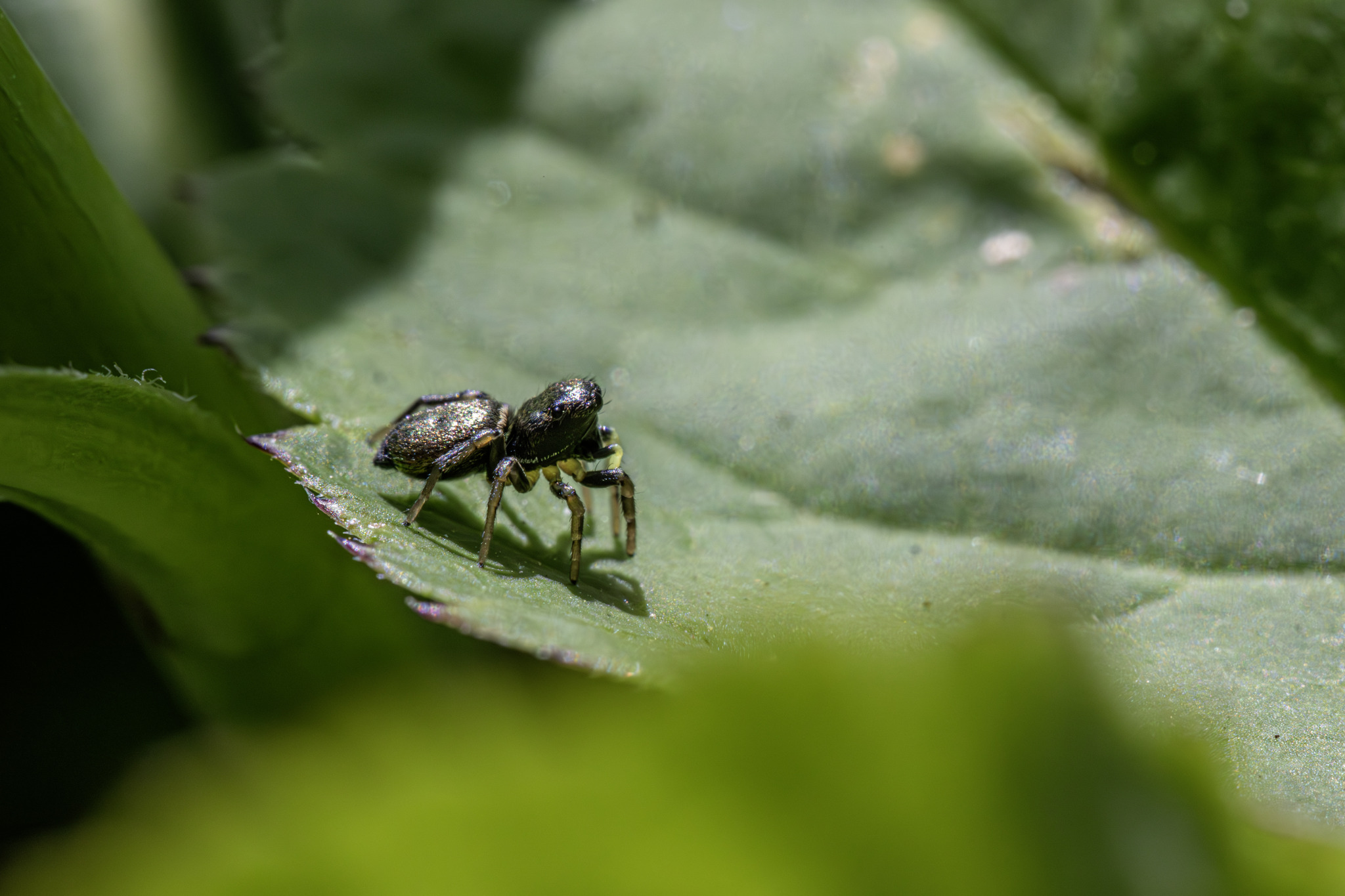 Copper sun jumper (Heliophanus cupreus)