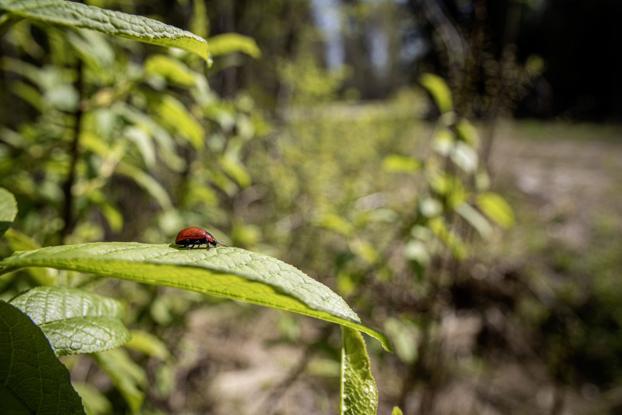 American Aspen Beetle (Gonioctena viminalis)