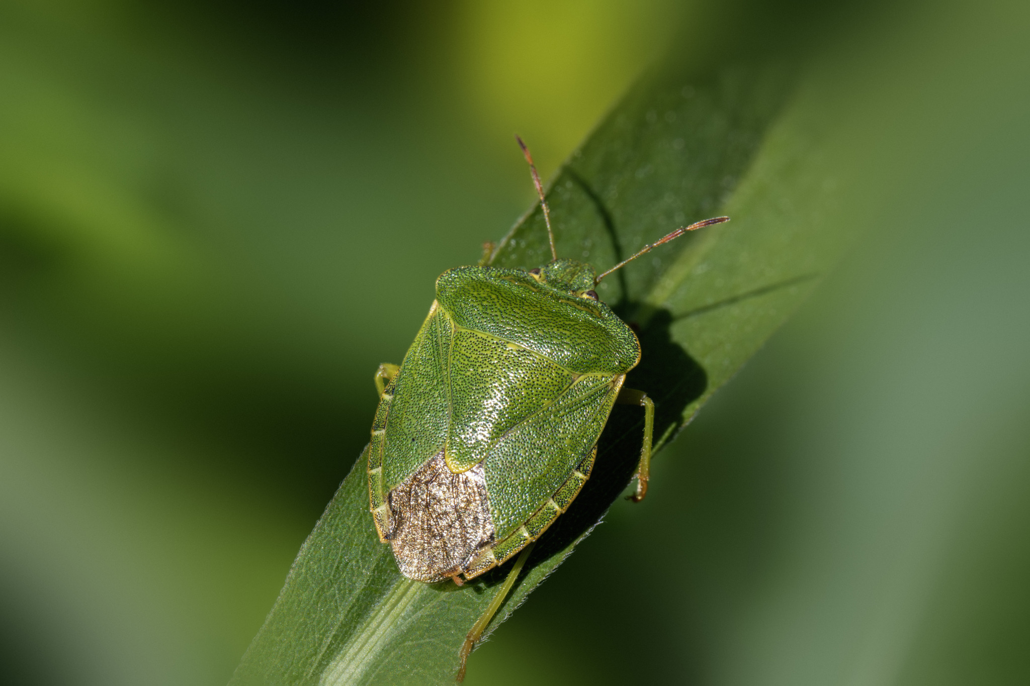 Green shield bug (Palomena prasina)