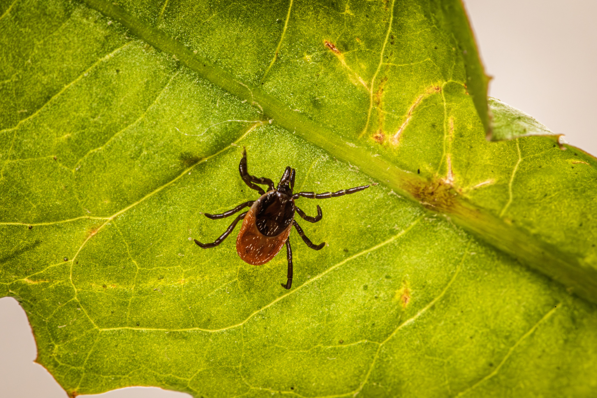 Castor bean tick (Ixodes ricinus)