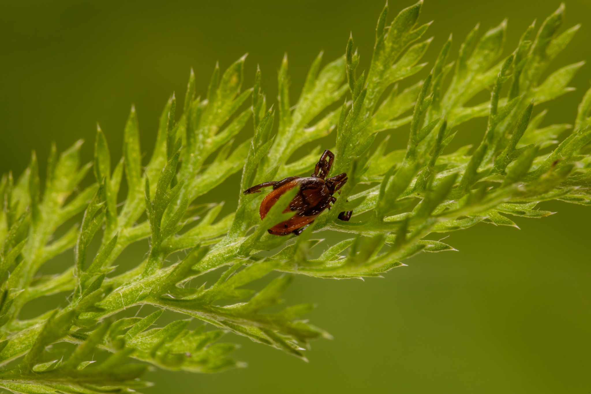 Castor bean tick (Ixodes ricinus)