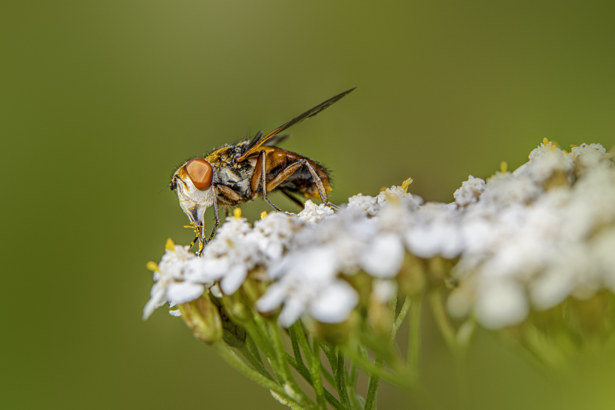 Tachinid fly (Phasia hemiptera)