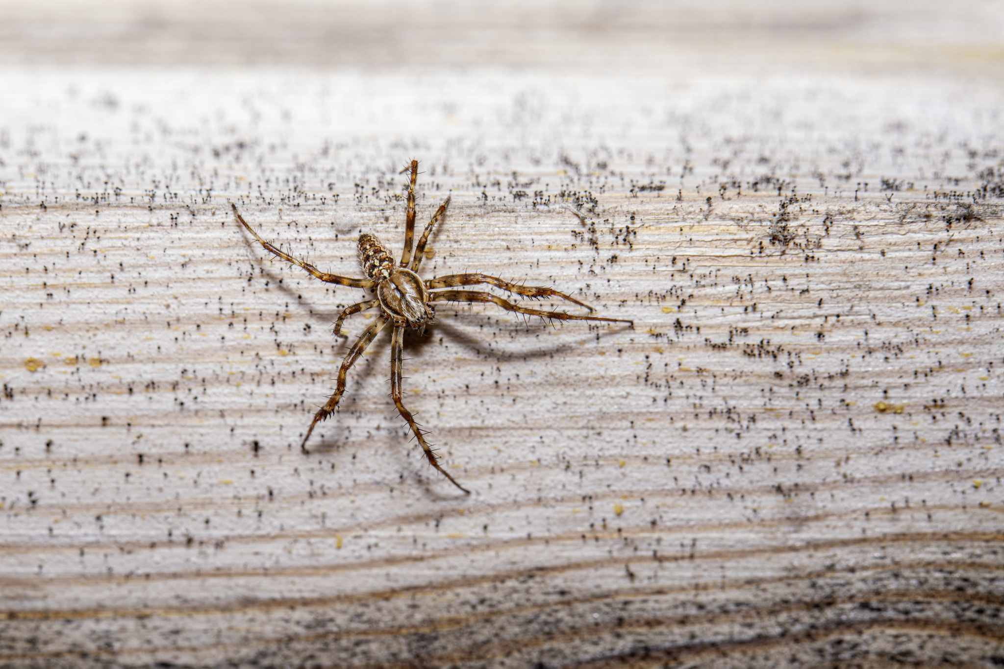 European garden spider (Araneus diadematus)