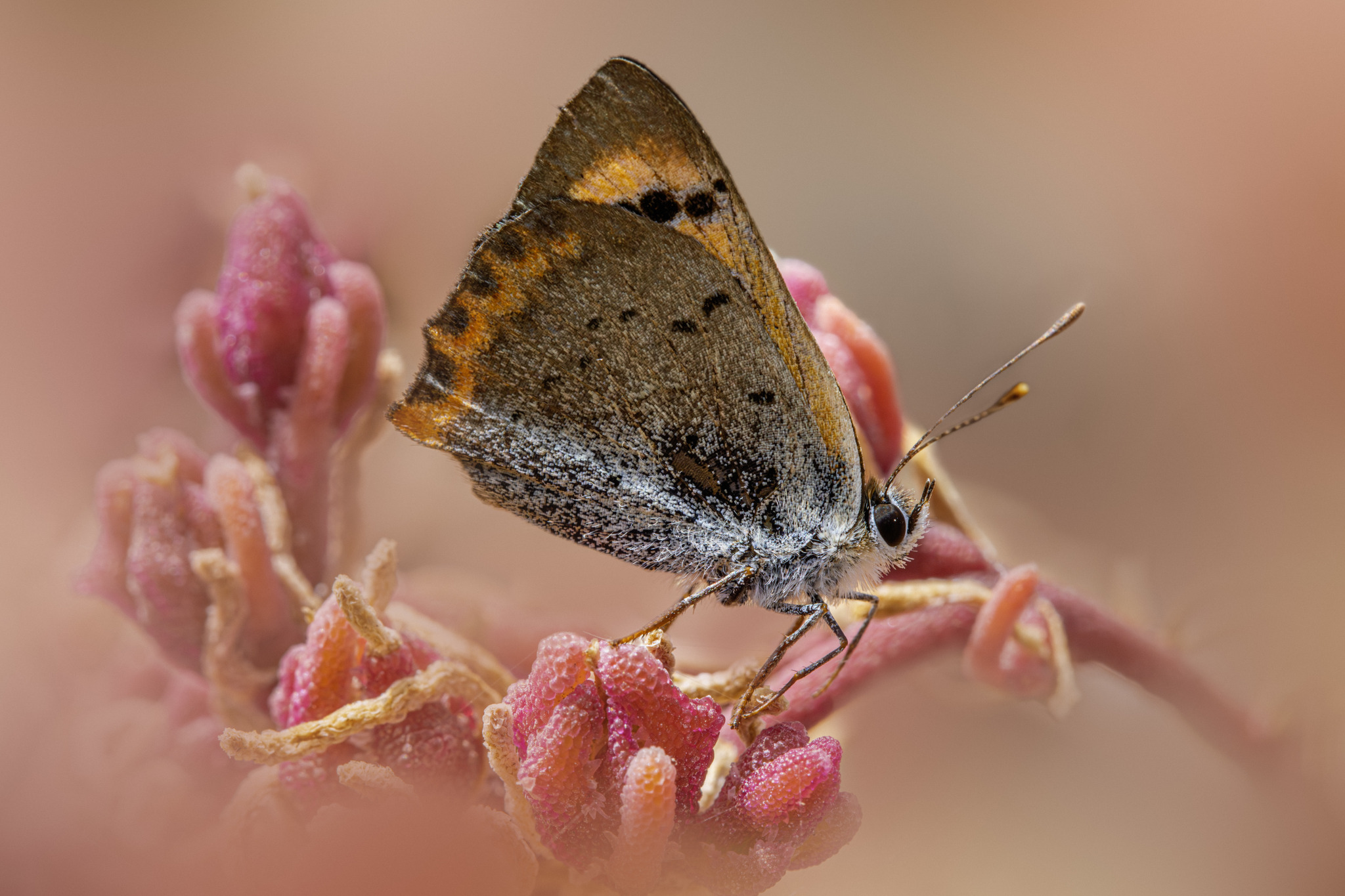 Small copper (Lycaena phlaeas)