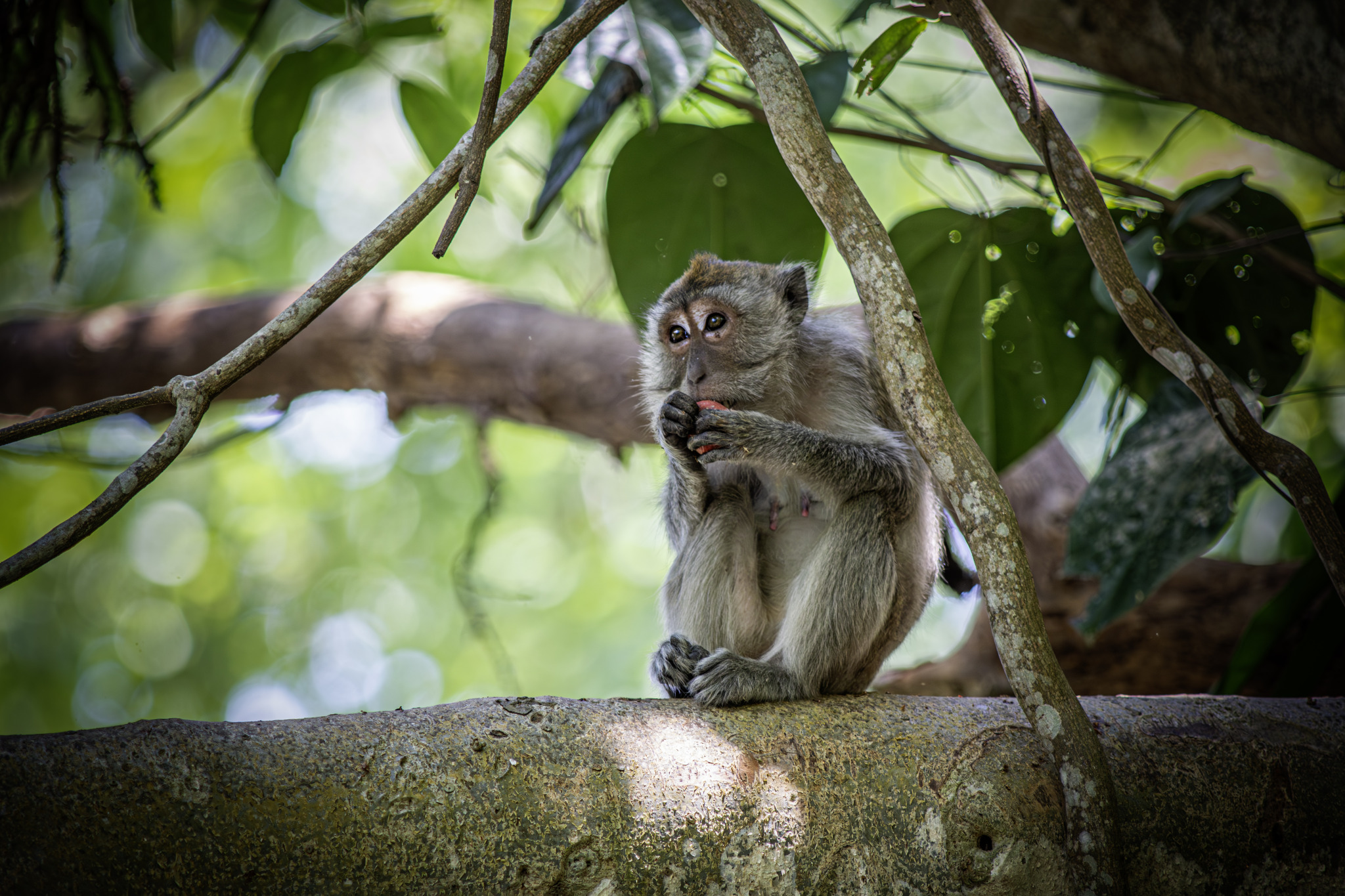 Crab-eating macaque (Macaca fascicularis)