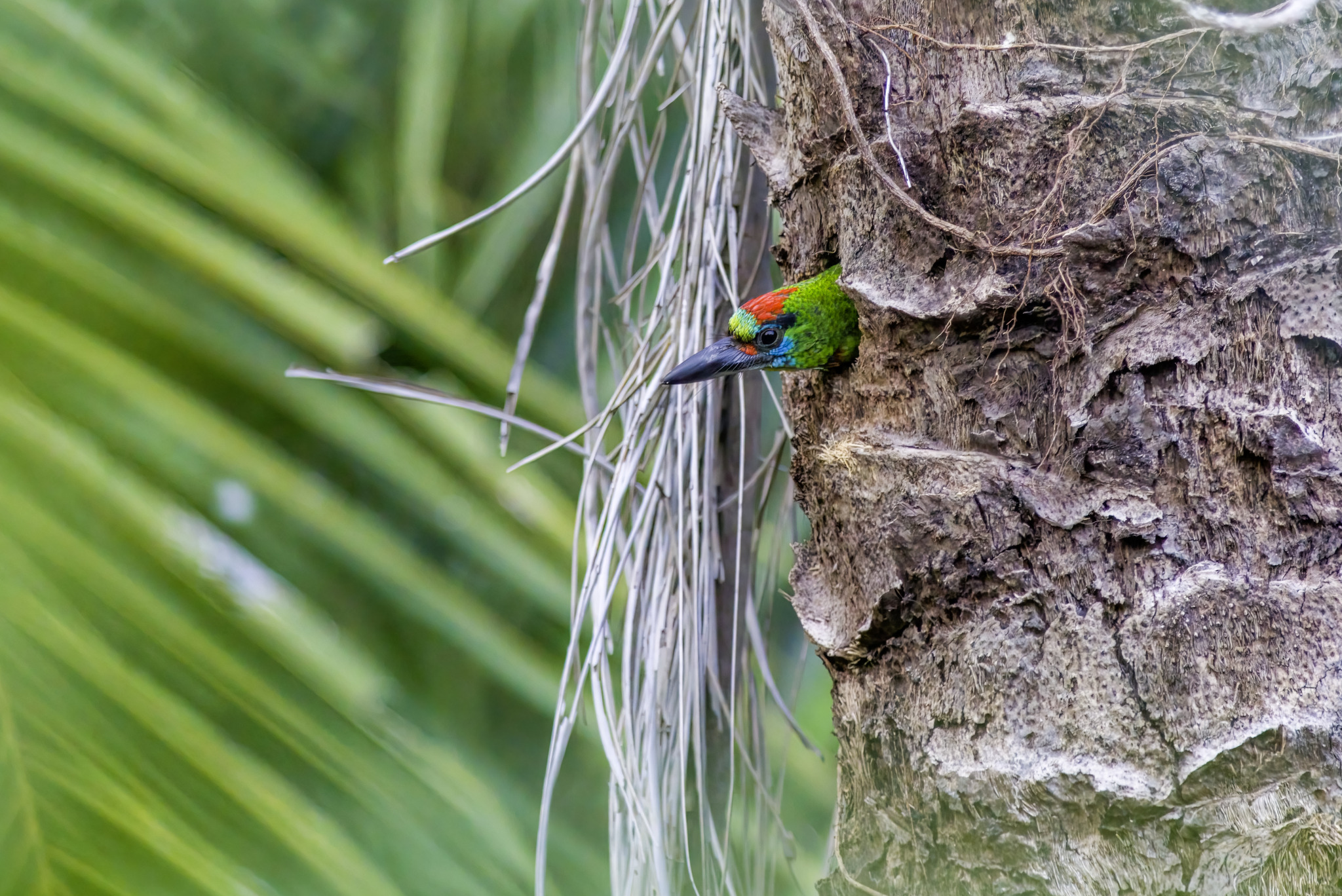 Red-throated Barbet (Megalaima mystacophanos)