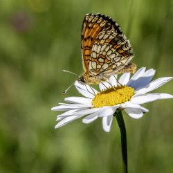 Heath Fritillary (Melitaea parthenoides)