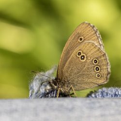 Ringlet (Aphantopus hyperantus)