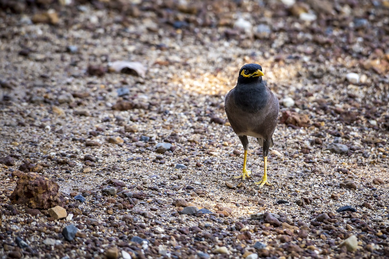 Common myna (Acridotheres tristis)