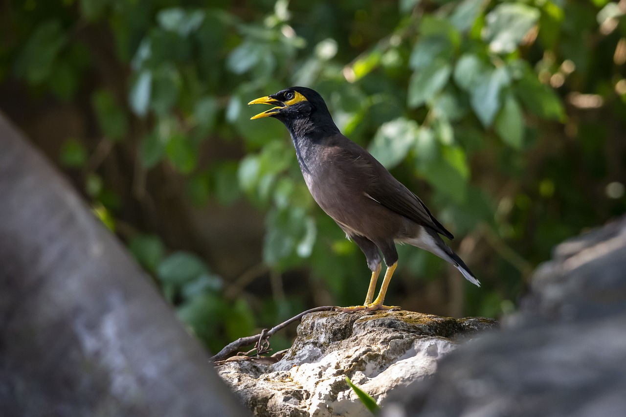 Common myna (Acridotheres tristis)