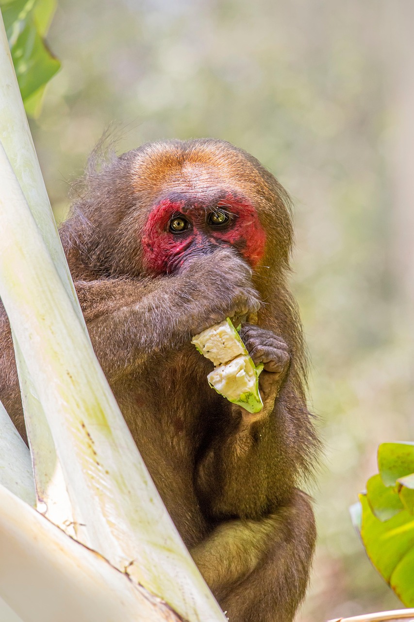 Stump-tailed macaque (Macaca arctoides)