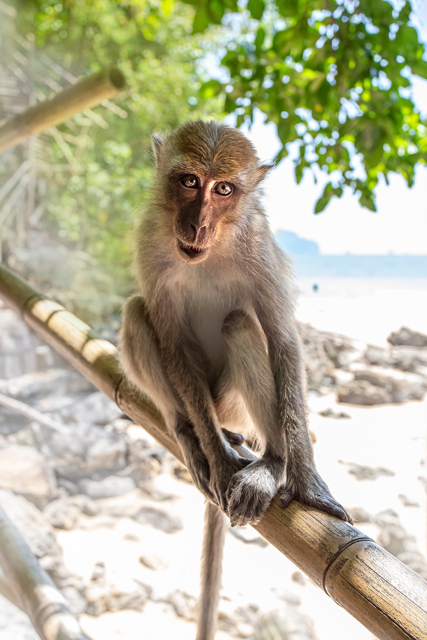 Crab-eating macaque (Macaca fascicularis)