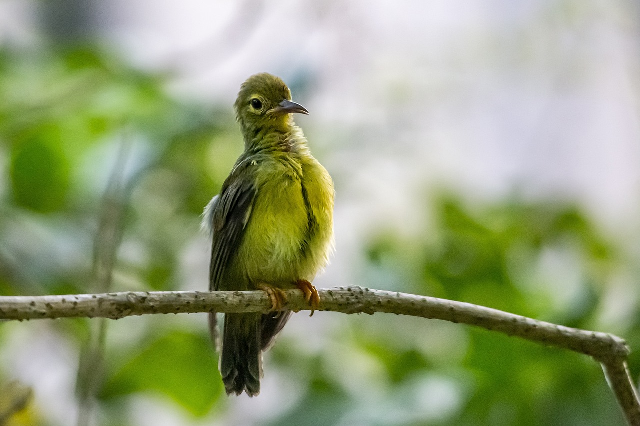 Brown-throated sunbird (Anthreptes malacensis)