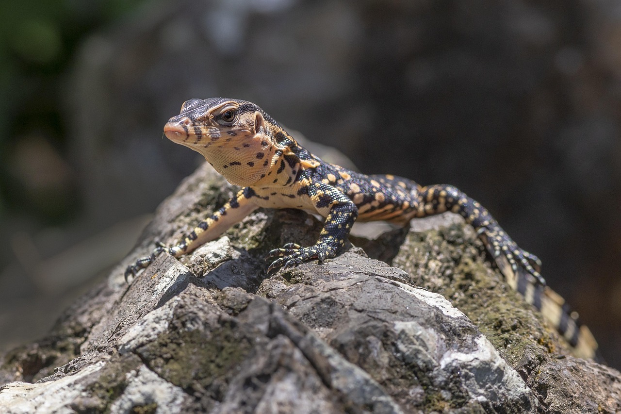 Asian water monitor (Varanus salvador)