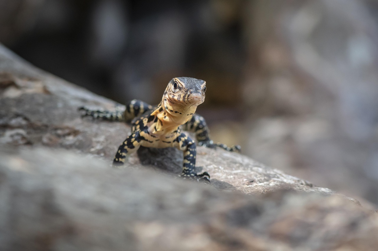 Asian water monitor (Varanus salvador)