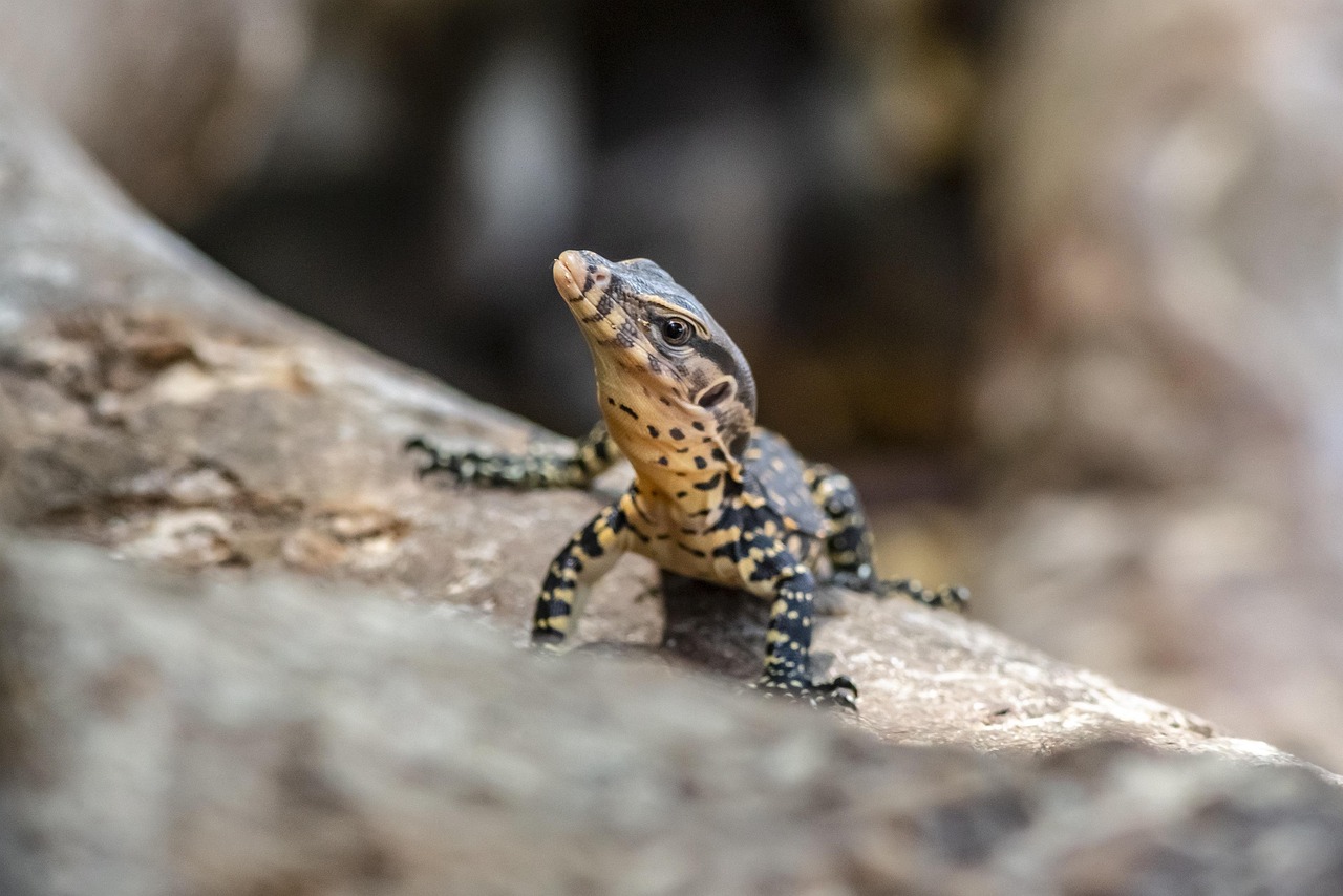 Asian water monitor (Varanus salvador)