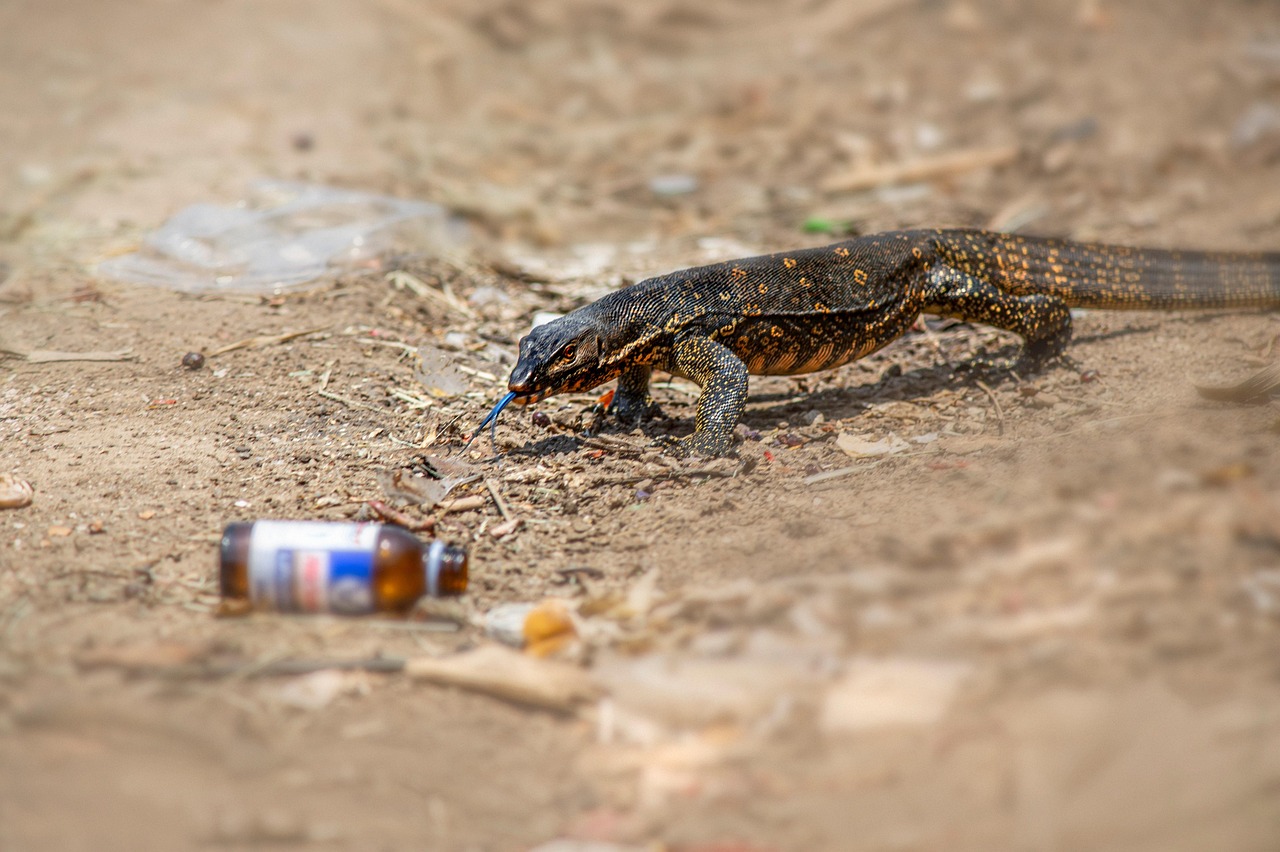 Asian water monitor (Varanus salvador)