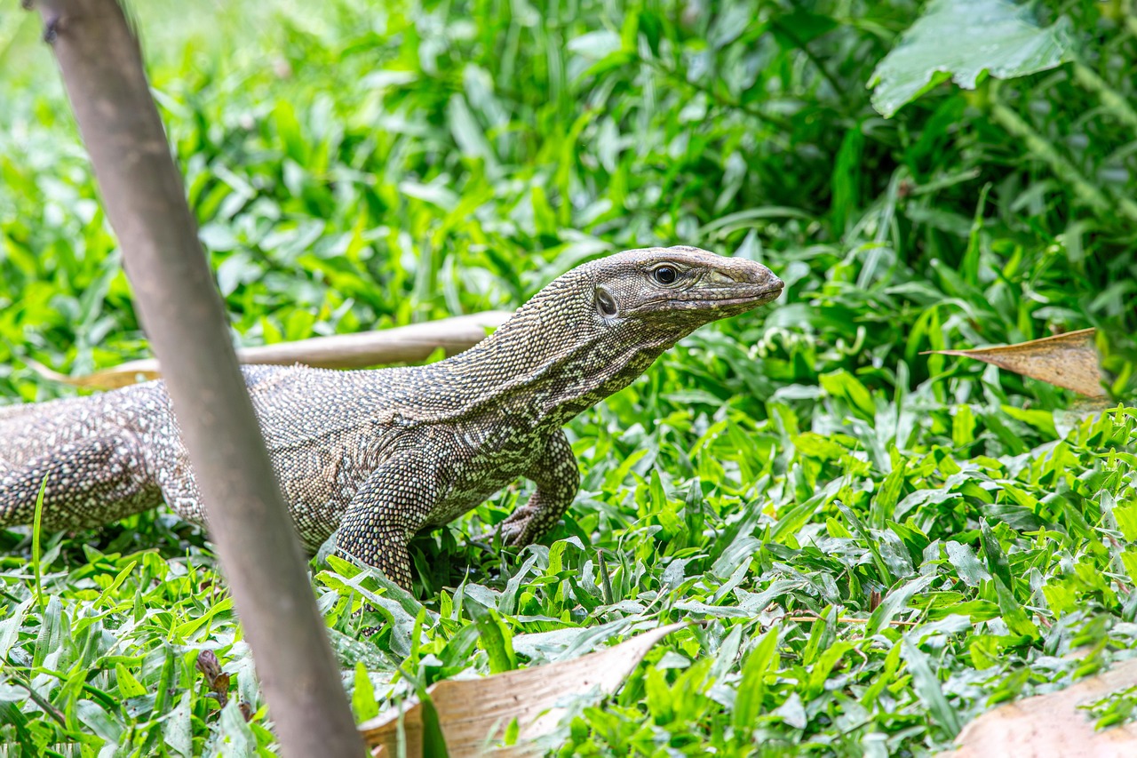 Asian water monitor (Varanus salvador)