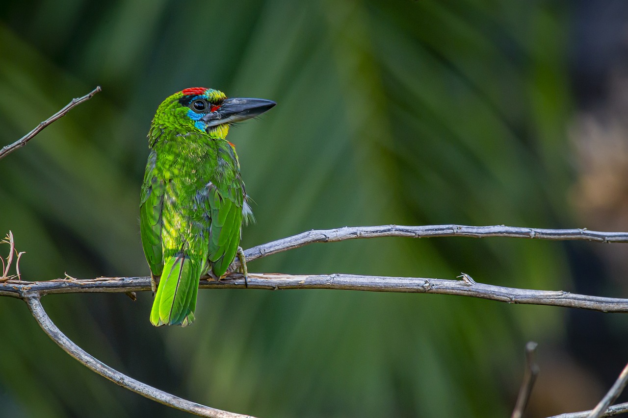 Red-throated Barbet (Megalaima mystacophanos)