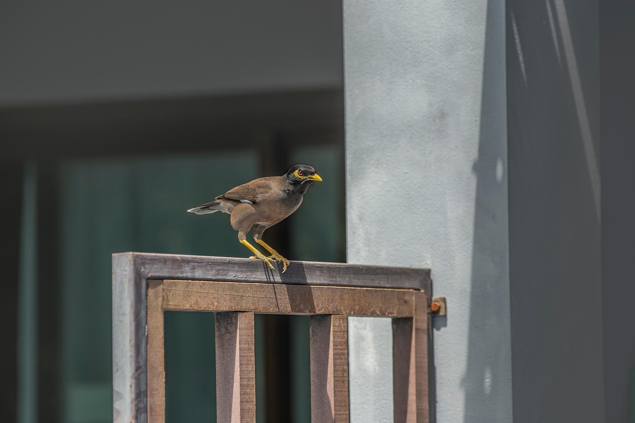 Common myna (Acridotheres tristis)