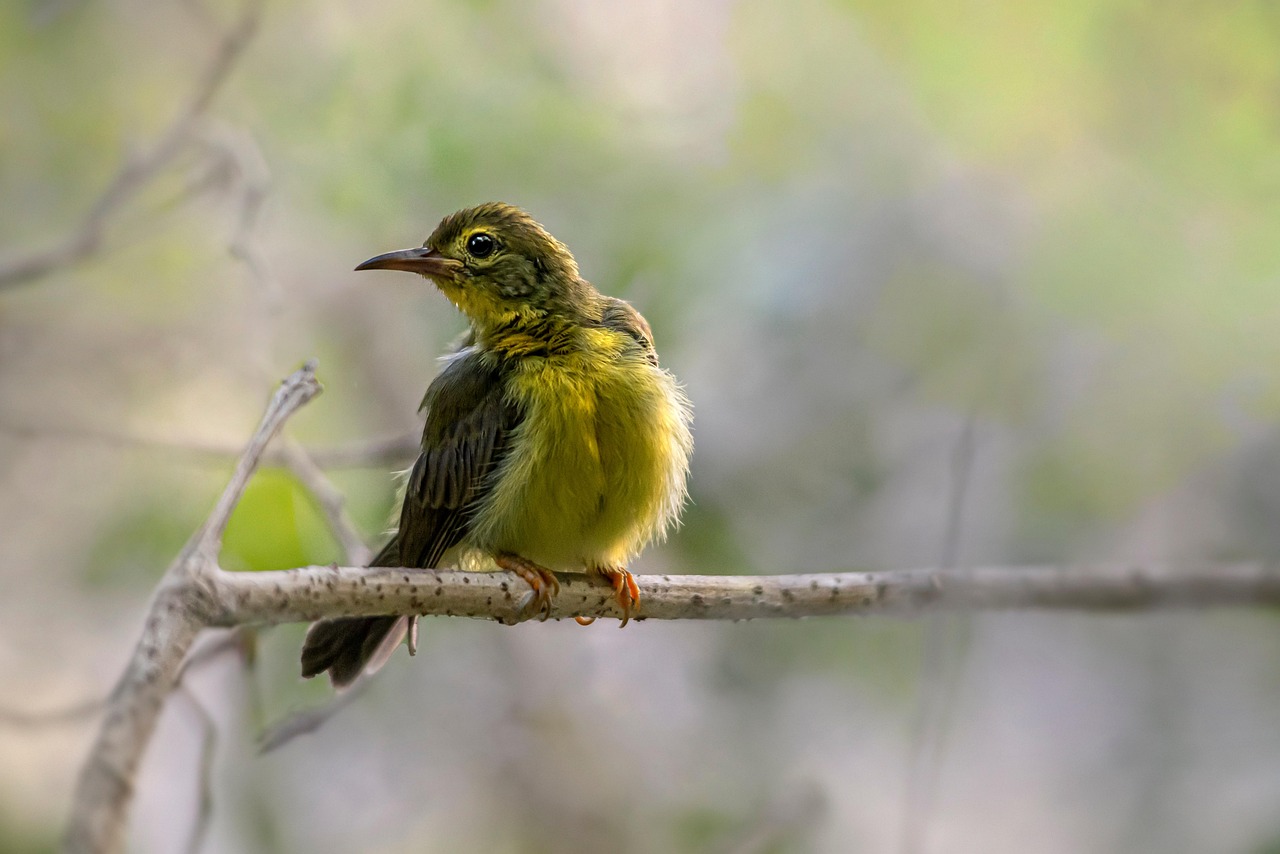 Brown-throated sunbird (Anthreptes malacensis)