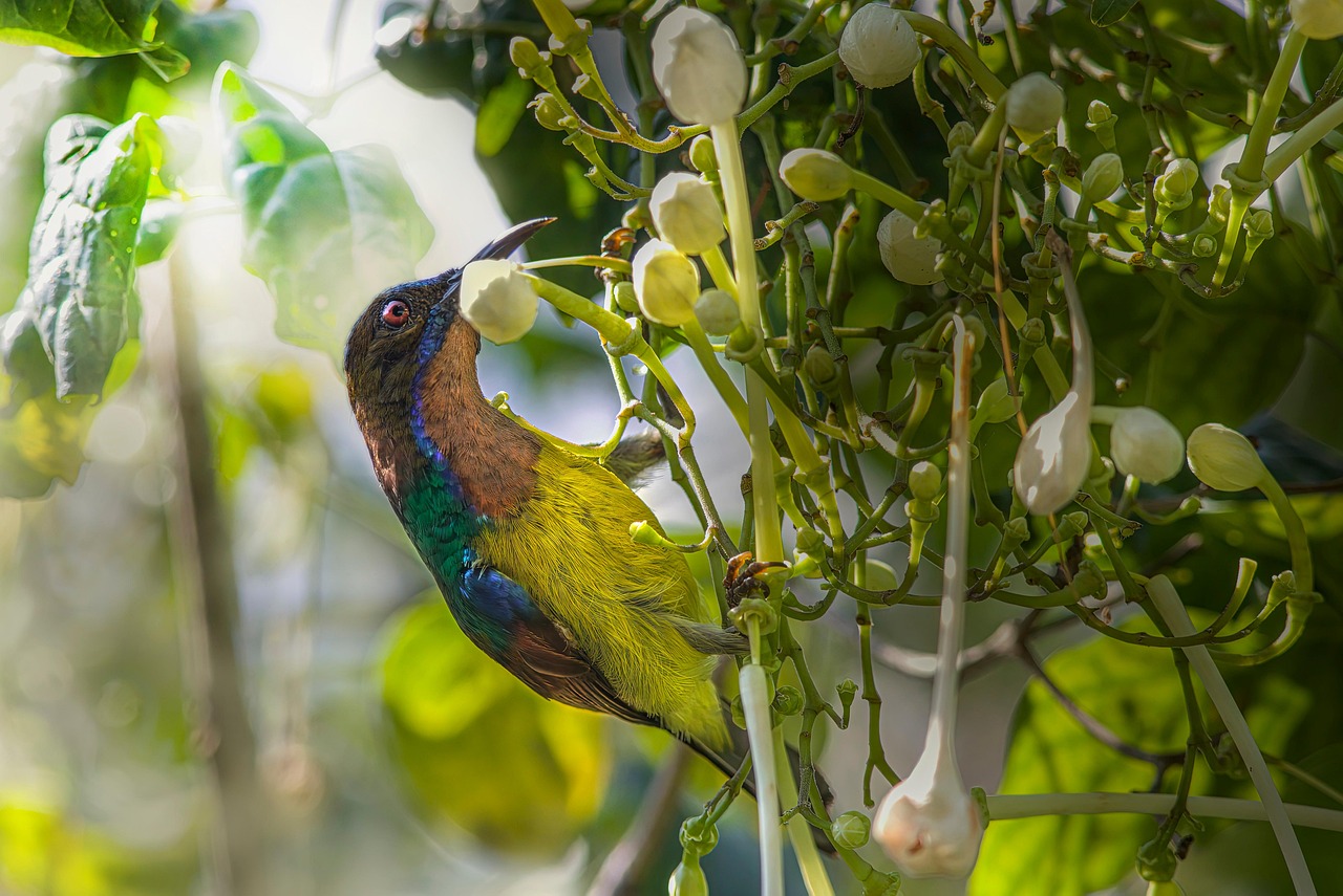 Brown-throated sunbird (Anthreptes malacensis)