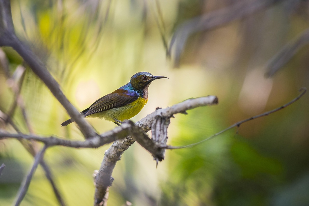 Brown-throated sunbird (Anthreptes malacensis)