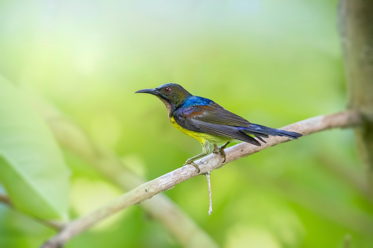 Brown-throated sunbird (Anthreptes malacensis)