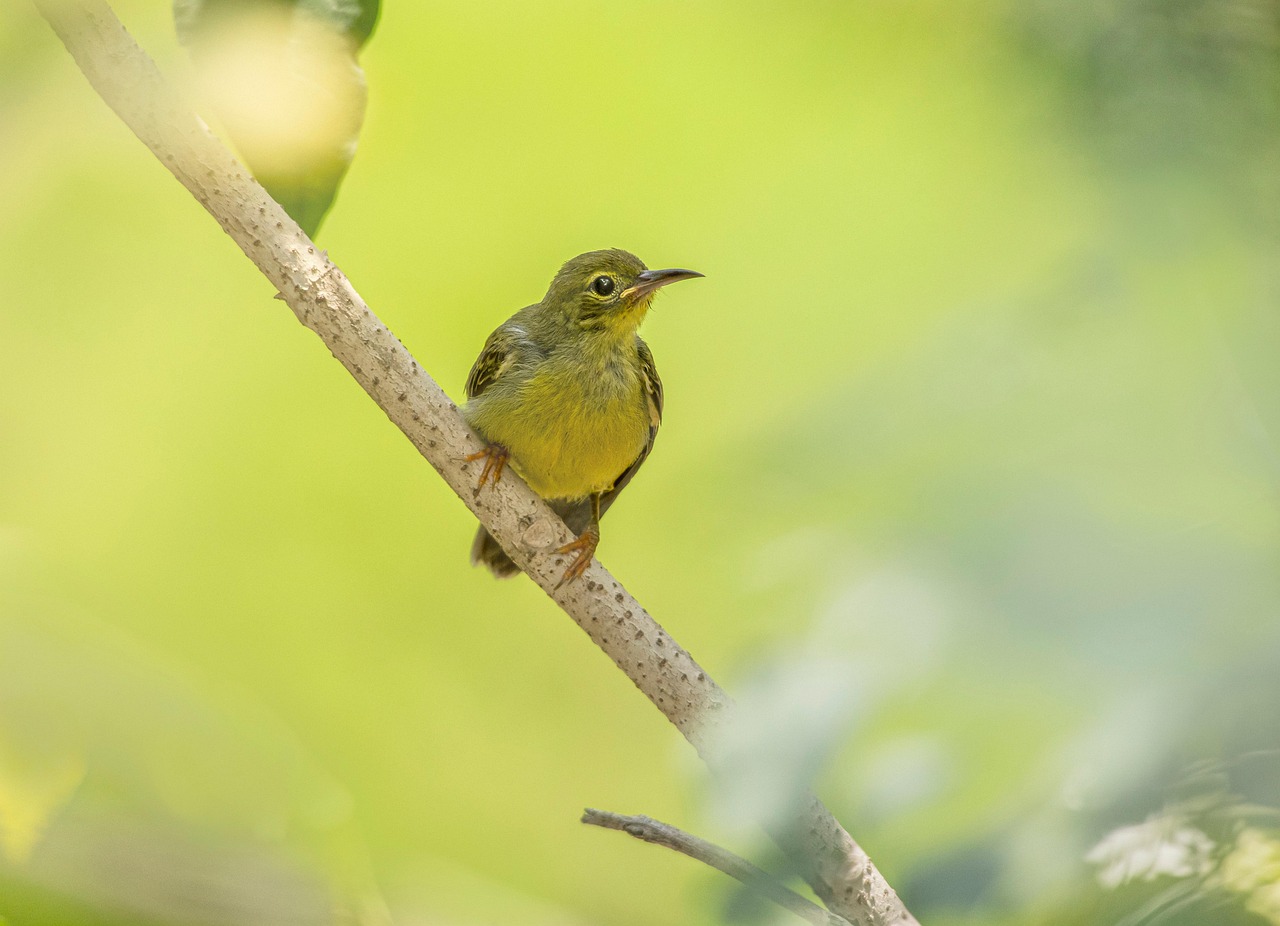 Brown-throated sunbird (Anthreptes malacensis)