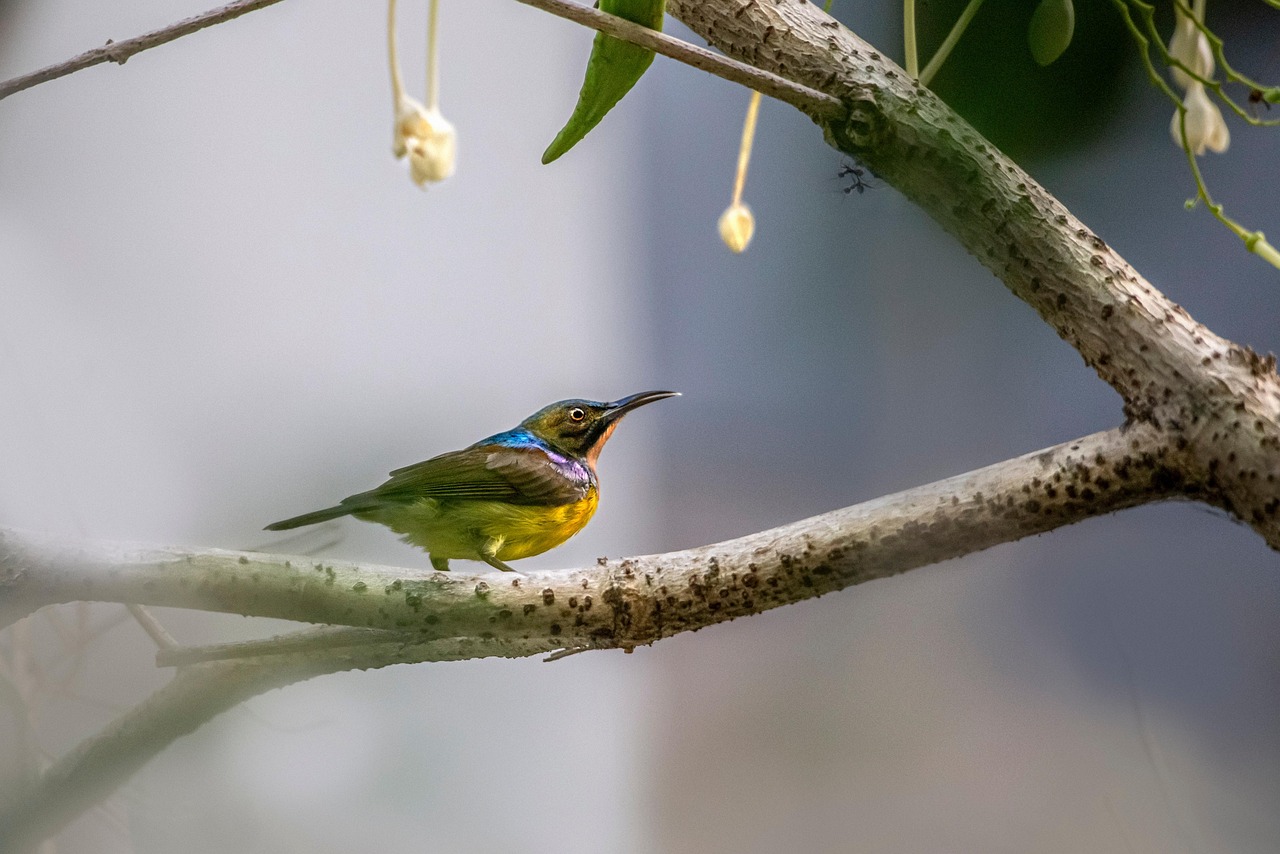 Brown-throated sunbird (Anthreptes malacensis)