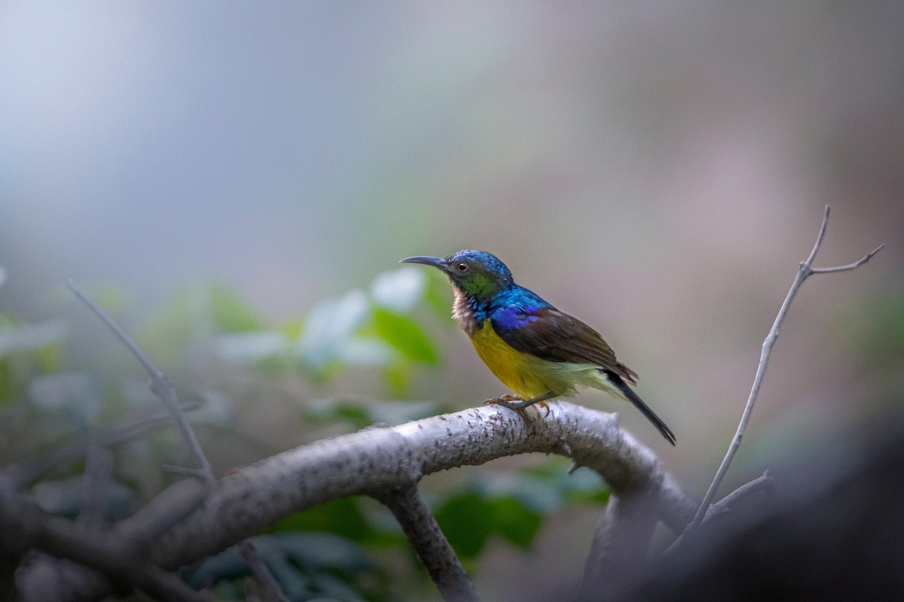 Brown-throated sunbird (Anthreptes malacensis)