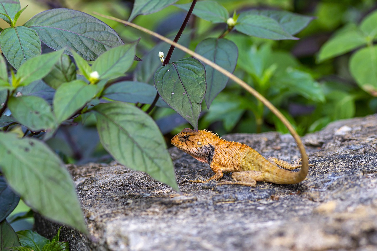 Oriental garden lizard (Calotes vesicolor)